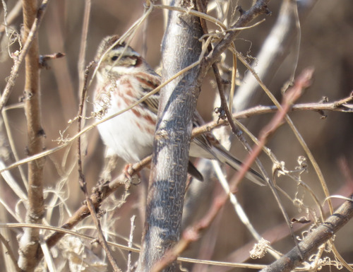 Rustic Bunting
