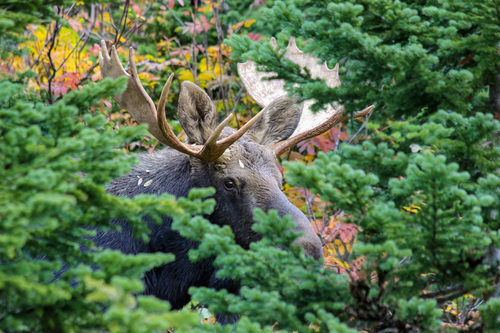 Shiras Moose photographed in Montana
