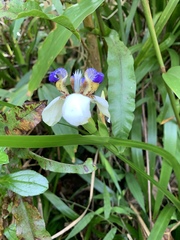 Trimezia gracilis