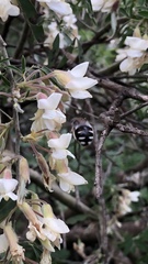 Anthophora alluaudi
