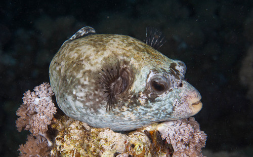 Masked Puffer