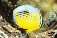 Chaetodon austriacus
