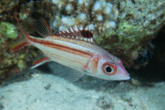 Sammara Squirrelfish photo 5