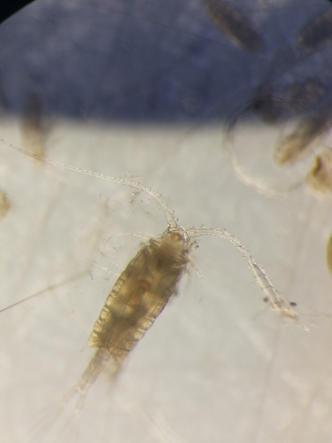 Centropages typicus