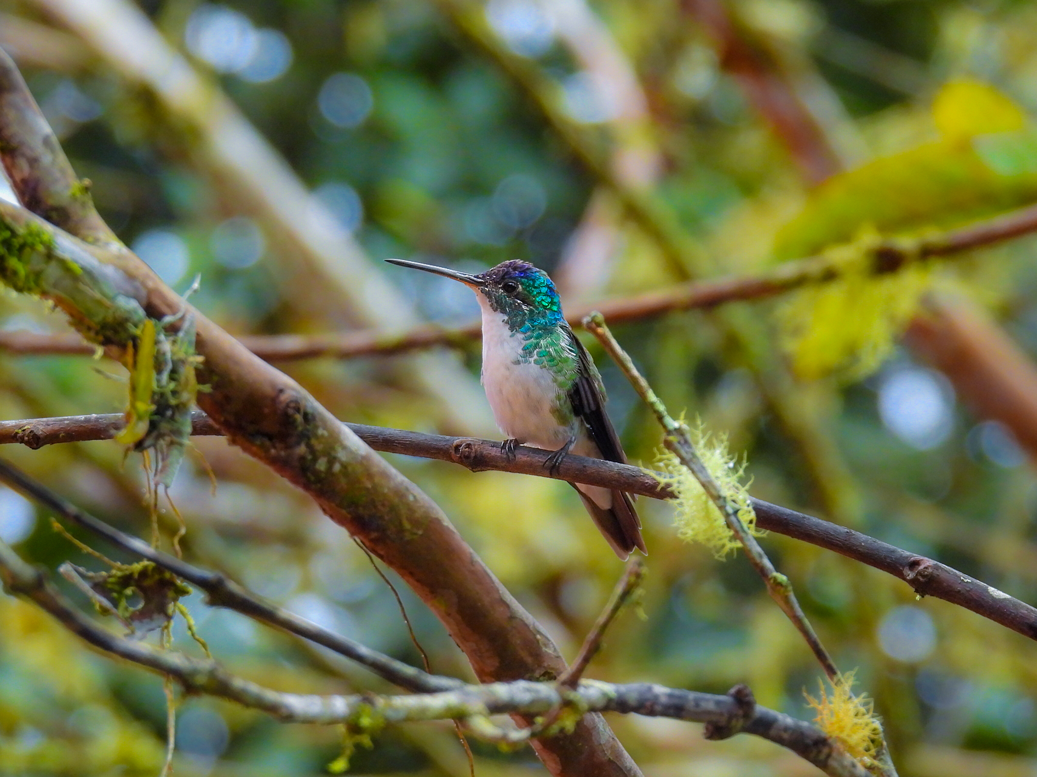 Andean Emerald (Uranomitra franciae), photo 4
