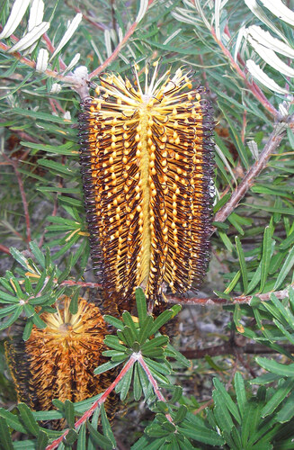 New England Banksia (Banksia neoanglica)