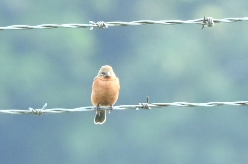 Ruddy-breasted Seedeater (Sporophila minuta), photo 3