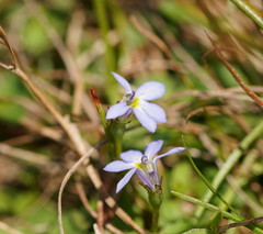 Lobelia pedunculata