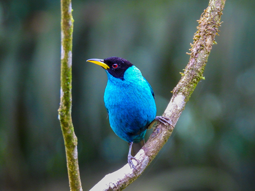 Green Honeycreeper (Chlorophanes spiza), photo 6