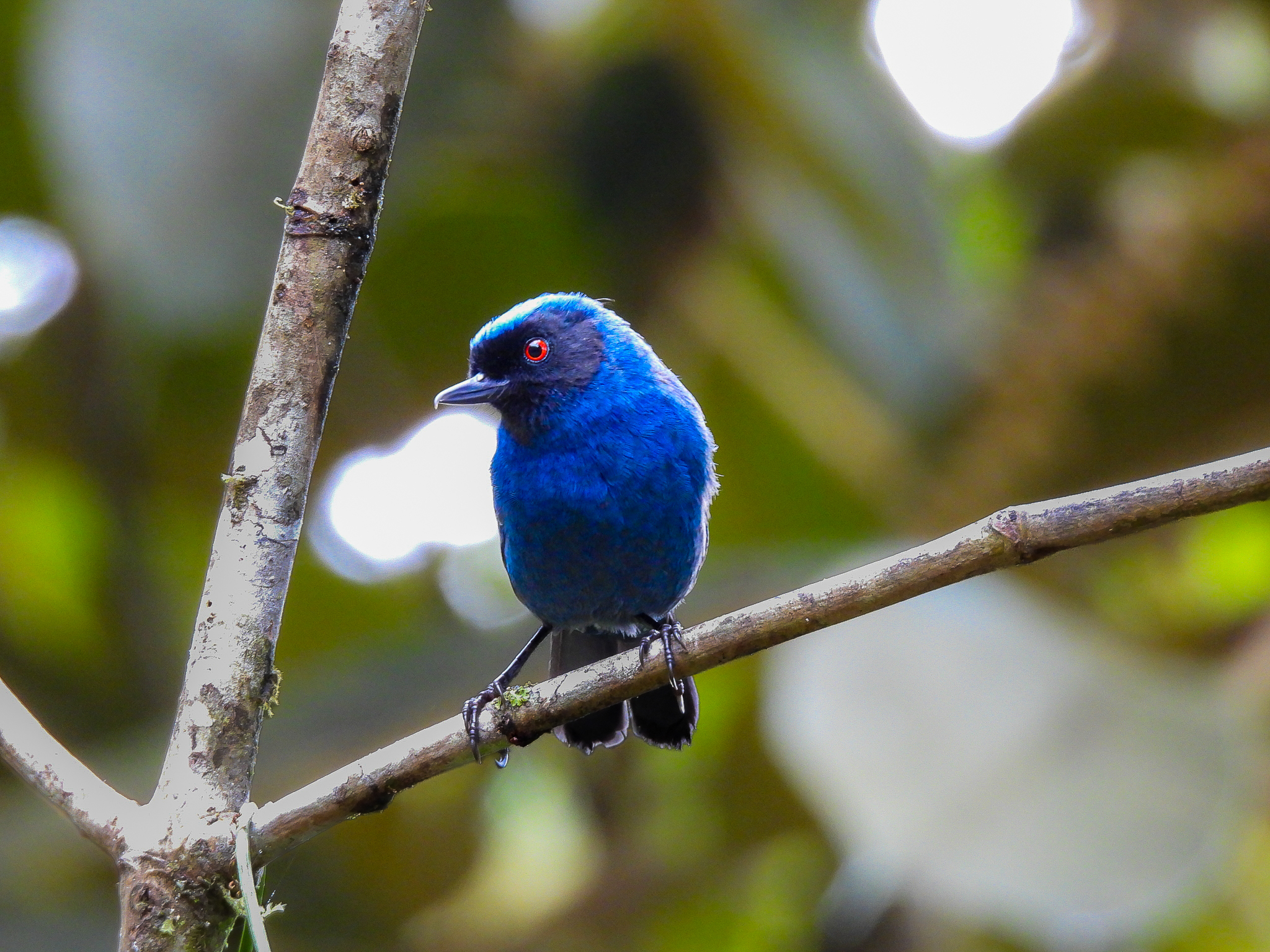 Masked Flowerpiercer (Diglossa cyanea), photo 3