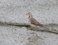 Anthus rubescens japonicus