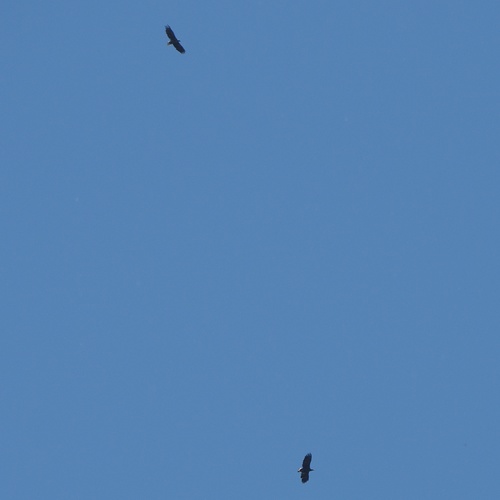 Štekavac (Haliaeetus albicilla)