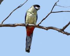 Platycercus venustus