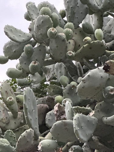 Opuntia quimilo, photograph 3