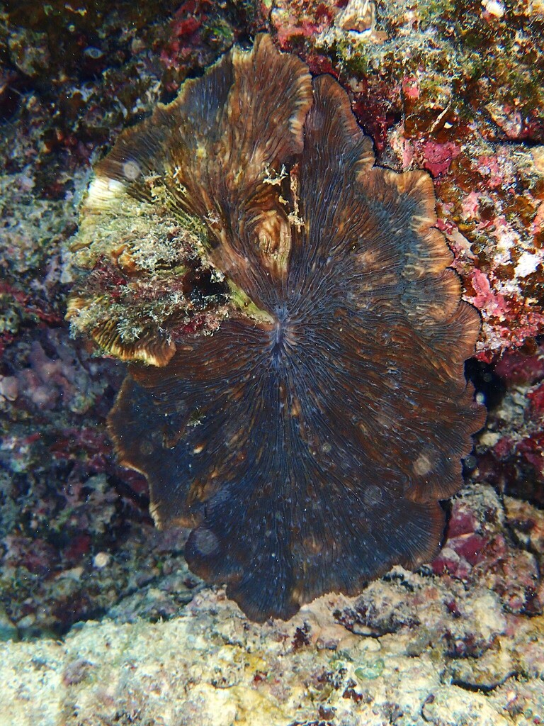 Lithophyllon ranjithi
