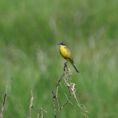 Motacilla flava cinereocapilla