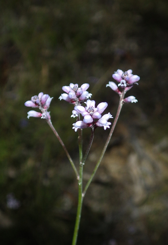 Grass-leaved Conospermum (Conospermum tenuifolium)