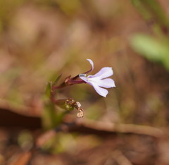 Lobelia anceps