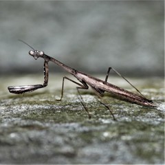 Statilia maculata maculata