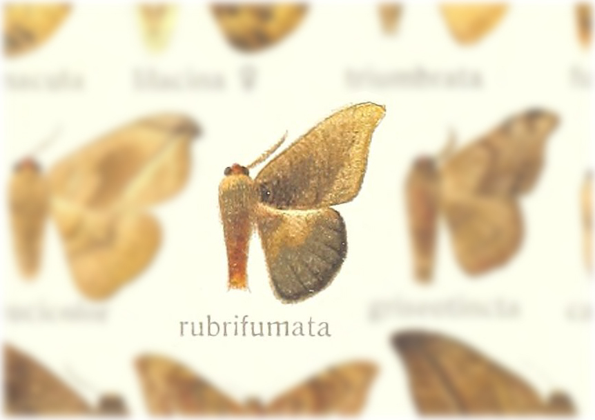 Oreta rubrifumata