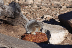 Ammospermophilus interpres