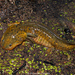 Granular Salamander - Photo (c) Alejandro Calzada, some rights reserved (CC BY-NC), uploaded by Alejandro Calzada