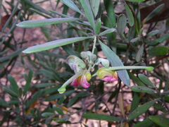 Grevillea arenaria