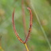 Fork-leaved Sundew - Photo (c) Reiner Richter, some rights reserved (CC BY-NC-SA)
