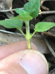 Clinopodium chandleri