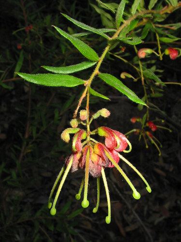 Banyabba Grevillea (Grevillea banyabba)