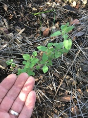 Clinopodium chandleri
