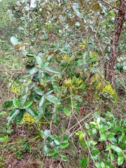 Psittacanthus robustus