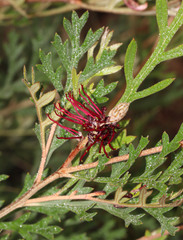 Grevillea beadleana