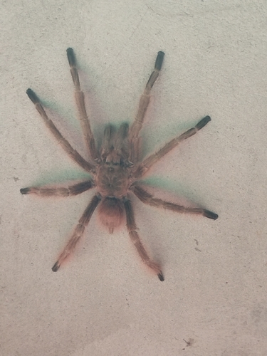 Brazilian Giant Blonde Tarantula