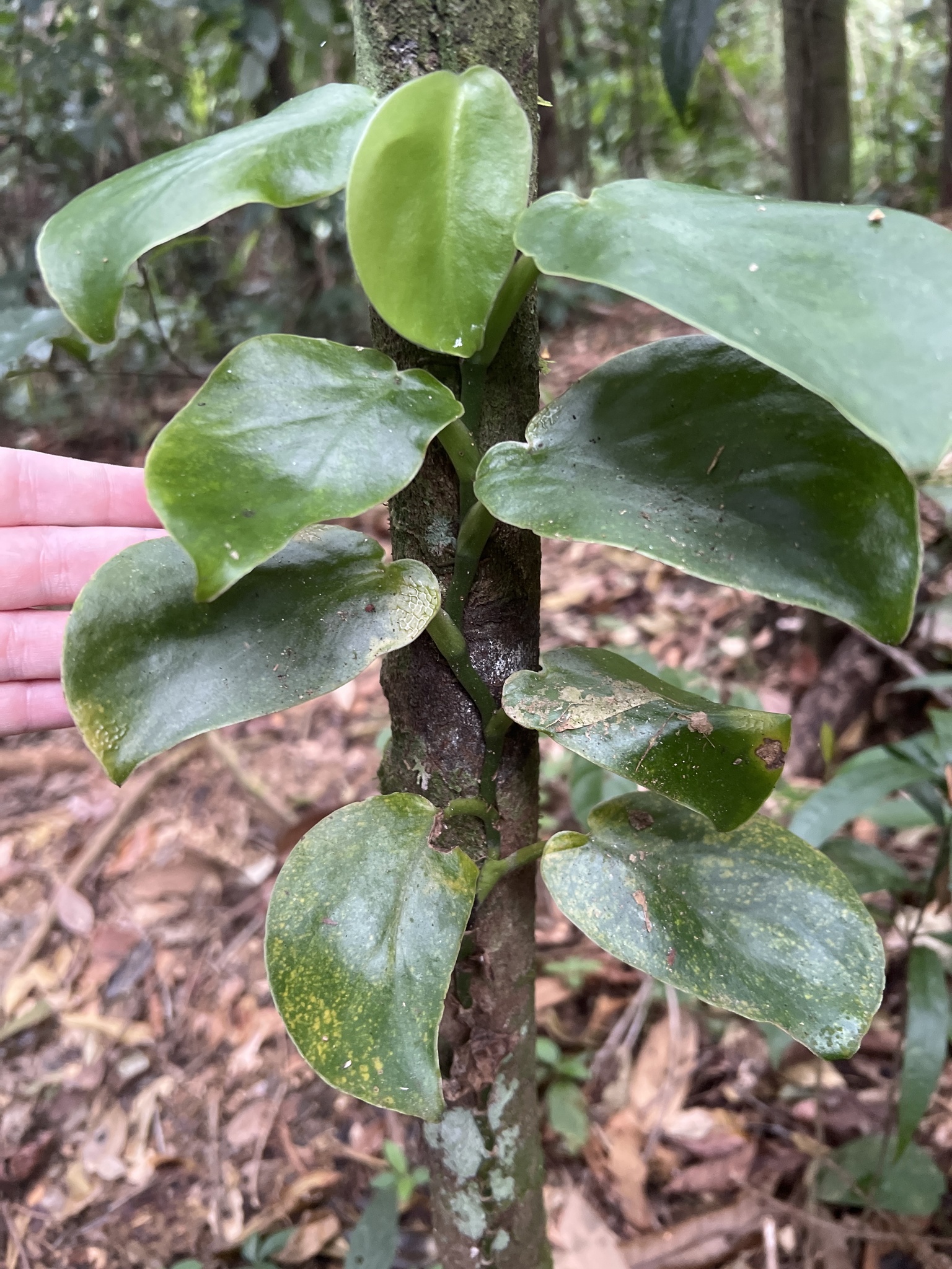 Imagem de Monstera acuminata