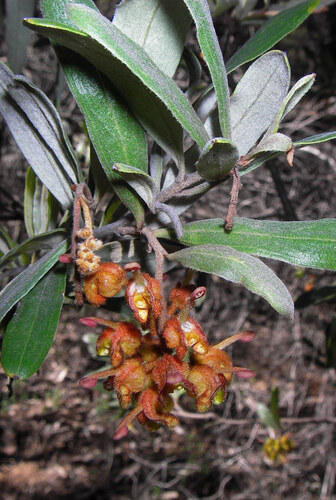 seven dwarfs grevillea (Grevillea floribunda)