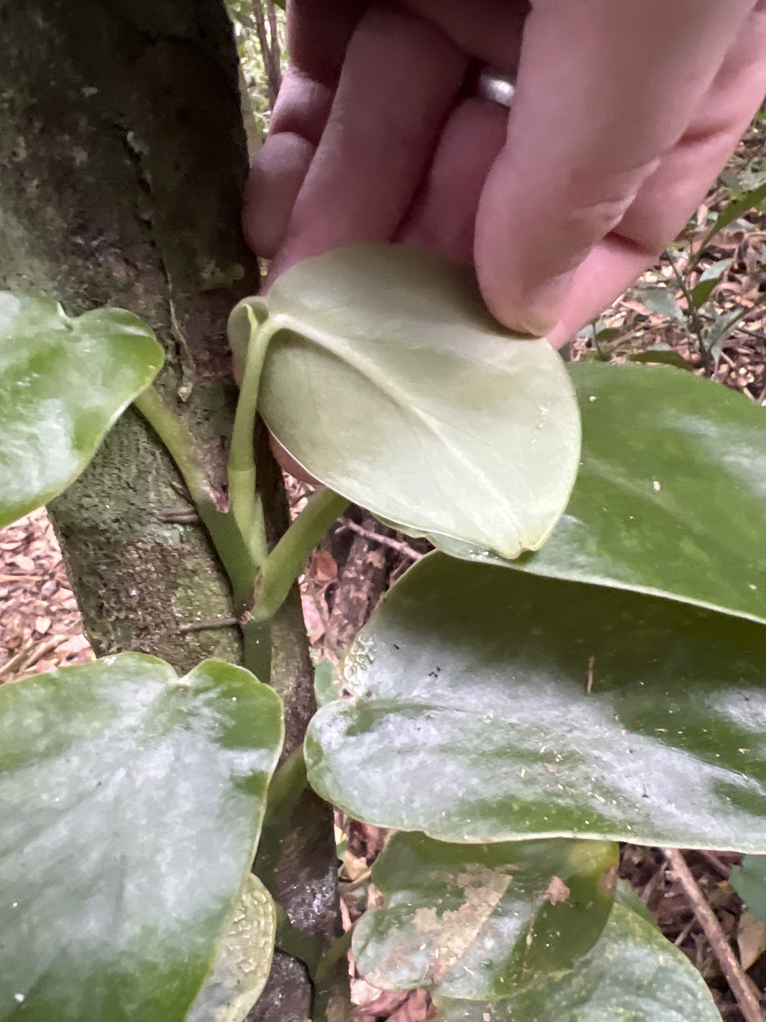 Imagem de Monstera acuminata