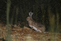 Lepus granatensis