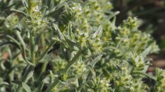 Johnstonella costata