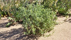 Johnstonella costata