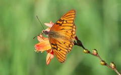 Dione glycera