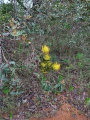 Psittacanthus robustus