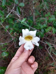 Amphilophium crucigerum