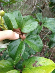 Amphilophium crucigerum