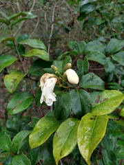 Amphilophium crucigerum