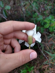 Amphilophium crucigerum