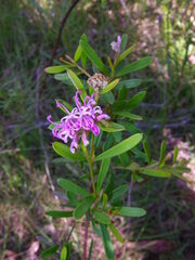 Grevillea humilis, photograph (c) Lachlan Copeland, some rights reserved (CC BY-SA)