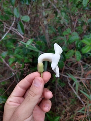 Amphilophium crucigerum