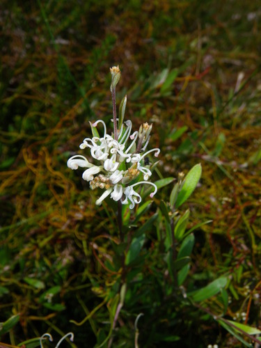 Grevillea humilis, photograph 2