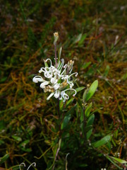 Grevillea humilis, photograph (c) Lachlan Copeland, some rights reserved (CC BY-SA)